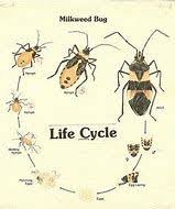 Image Result For Milkweed Bug Life Cycle With Images Life Cycles Milkweed Bugs
