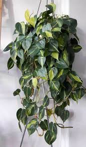 Variegated Philodendron Cordatum 3 5 Pot In 2020 Hanging Plants Indoor Hanging Plants Plants