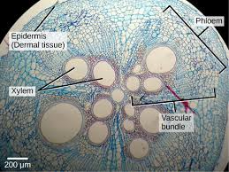 Plant Tissues And Organs Biology I