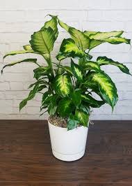 17 Best Indoor Dieffenbachia Varieties In 2020 Plants Perfect Plants Rare Plants