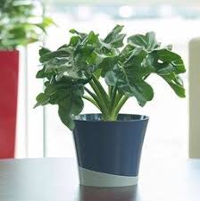 Philodendron Super Atom Super Atom Philodendron Looks Like A Miniature Version Of Its Cousin Selloum It Philodendron Philodendron Plant Philadendron Plant