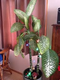 Shortening And Propagating A Huge Dieffenbachia Amoena Plant Care Houseplant Dieffenbachia Houseplant Propagating Plants