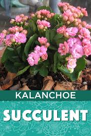 Kalanchoe Succulent Plant Planting Succulents Flowering Succulents Plants
