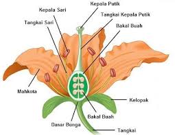 Temukan Satu Jenis Tumbuhan Yang Sedang Berbunga Gambarkan Bagian Bagian Bunga Dan Tuliskan Cara Brainly Co Id