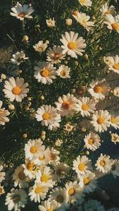 Flowers Aesthetic Summer Goldenhour Cute Photography Tumblr Art Arthoe Aesthetic Backgrounds Nature Aesthetic Flower Aesthetic