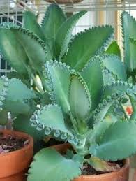 Kalanchoe Laetivirens Mother Of Thousands World Of Succulents Plants Succulents Unique Plants