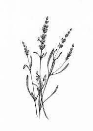 Digital Hand Drawn Floral Ink Illustration Lavender Black Etsy Ink Illustrations Flower Drawing Plant Drawing