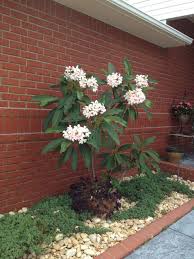 Pin By Judy Bone On Judy S Moody Small Tropical Gardens Front Yard Plumeria Tree