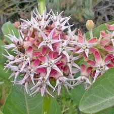 Showy Milkweed Flower Seeds Asclepias Speciosa 50 Seeds Milkweed Plant Milkweed Flower Monarch Butterfly Garden