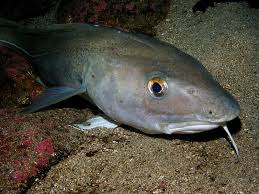 Nahrwerte Fur Folgenden Fisch Kabeljau Gadus Morhua Fischlexikon