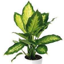 Dieffenbachia Pour Chat Et Chien Les Elements Les Plus Toxiques Sont Les Tiges Et Les Feuilles Mais Le Chat Peut Auss House Plants Indoor Plant Leaves Plants