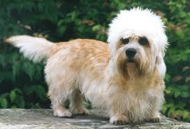 11 More Dog Breeds You Ve Probably Never Heard Of Dandie Dinmont Terrier Dinmont Terrier Dandie