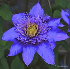 True Blue Clematis By Rose Landry Blue Clematis Clematis Fancy Flowers