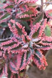 Kalanchoe Species The More The Merrier Plantas Crasas Tipos De Plantas Suculentas Suculentas
