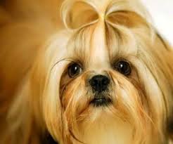 Small Long Haired Dog Breeds With Shih Tzu Small Long Haired Dog Breeds Dogs Shih Tzu Shih Tzu Dog Shih Tzu Puppy