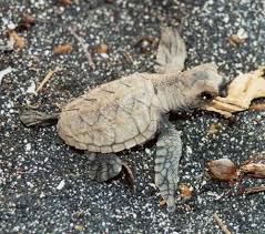 Rare Hawksbill Sea Turtles At Hawaii Volcanoes National Park To Benefit From Conservation Grant Volcano National Park Hawaii Volcanoes National Park National Parks