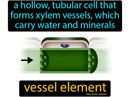 Vessel Element A Hollow Tubular Cell That Forms Xylem Vessels Which Carry Water And Minerals In 2020 Science Flashcards Flashcards Vessel