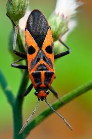 Milkweed Bug Spilostethus Hospes Weird Insects Bugs And Insects Beautiful Bugs