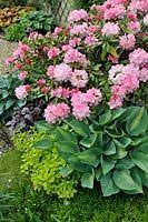 Rhododendron Yakushimanum Dreamland Underplanted With Hosta Kiwi Full Monty And Origanum Vulgare Aureum Rhododendron Plant Photography Centre Val De Loire