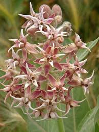 Showy Milkweed Is An Important Flower To Many Pollinators But Necessary For The Survival Of The Monarch Butterfl Bees Plants Milkweed Monarch Butterfly Garden