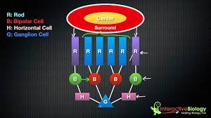 035 On Center Off Surround Ganglion Cells Youtube