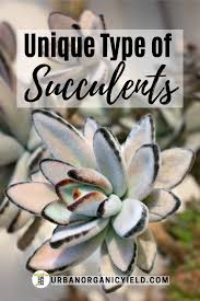 Succulents Spotlight Types Of Kalanchoes Succulents In 2020 Succulents Air Plant Garden Types Of Succulents
