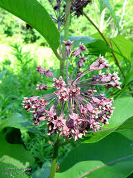 Common Milkweed Asclepias Syriaca Family Milkweed Asclepiadaceae Habitat Dry Fields And Roadsides Height 2 5 Asclepias Milkweed Plant Photography