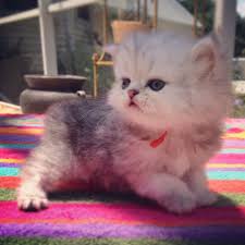 Go To Website To Reserve Kismet Kittens For Sale Ex Small Teacup Silver Shaded Persian Doll F Teacup Persian Kittens Persian Cat Doll Face Teacup Kitten