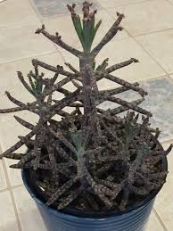 Mother Of Millions Succulents Succulent Planter Diy Cactus Garden