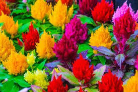Celosia Plant Care Information Celosia Plant Plants Plant Care