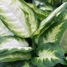 17 Best Indoor Dieffenbachia Varieties In 2020 Perfect Plants Plants Water Plants