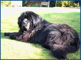 Extra Large Dog Breeds With Long Hair Jpg 798 586 Dogs Dog Breeds Newfoundland Dog
