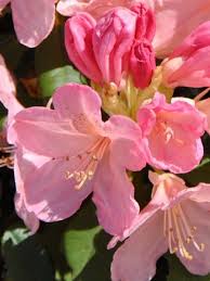 Rhododendron Y Percy Wiseman Rhododendron Wiseman Flowers