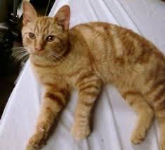 Adopt Tigger The Orange Tigger Kitty On Orange Cats Yellow Cat Tabby Cat
