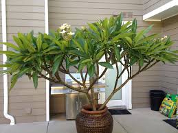 My Yellow Plumeria Tree Plumeria Tree Balinese Garden Planting Flowers