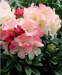 Rhododendron Yakushimanum Percy Wiseman Rhododendron Yakushimanum Le Jardin Du Pic Vert Graines De Fleurs Planter Des Arbres Bloom