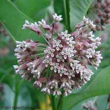 Common Milkweed Asclepias Syriaca Milkweed Plant Milkweed Flower Asclepias