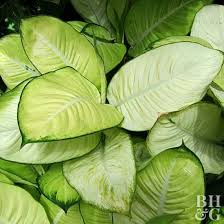 Dieffenbachia Is A Popular Tropical Houseplant Grown For Its Showy Foliage House Plants Dieffenbachia Houseplant Trees To Plant