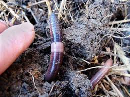Got Worms The Captured Garden Worms Habitat Garden Design Soil Layers