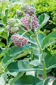 Butterfly Friendly Common Milkweed Plants In 2020 Milkweed Plant Plants Milkweed