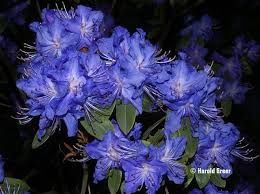 Rhododendron Rhododendron Flowers Single Flower