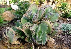 Kalanchoe Picture 7 Of Spotted Kalanchoe Penwiper Plant Kalanchoe Marmorata Succulents Plants Planting Succulents