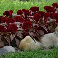 Celosia Dracula Flower Landscape Plants Outdoor Plants