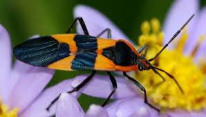 Oncopeltus Fasciatus Large Milkweed Bug Like The Monarch Butterfly This Insect Also Migrates South For The Winter Milkweed Leaf Footed Bug Insects