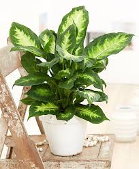 Dieffenbachia Camilla Planter Des Fleurs Entretien Des Plantes Plantes D Interieur Suspendues