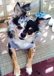 Maya Azul Enjoying The Nice California Weather Blue Merle Longhair Chihuahua Chihuahua Dogs Cute Chihuahua Chihuahua