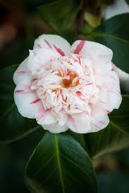 Camellia Japonica Pompone Aka Kew Blush Imported To Uk From China By 1810 Camellia Japonica Flowers