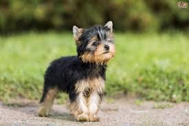 10 Popular Small Long Haired Dog Breeds Tail And Fur Yorkshire Terrier Dog Yorkshire Terrier Puppies Terrier Dog Breeds