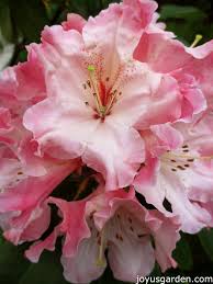 Lem S Cameo Rhododendron Pink Garden Special Flowers Flowers