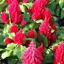 Celosia Seed Celosia Plumosa Nana Glitters Scarlet Flower Seeds Celosia Plant Flower Seeds Plants